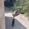 VIDEO: Un cocodrilo en Tamaulipas es perseguido por el gatito más valiente que ha visto TikTok