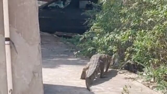 cocodrilo en Tamaulipas