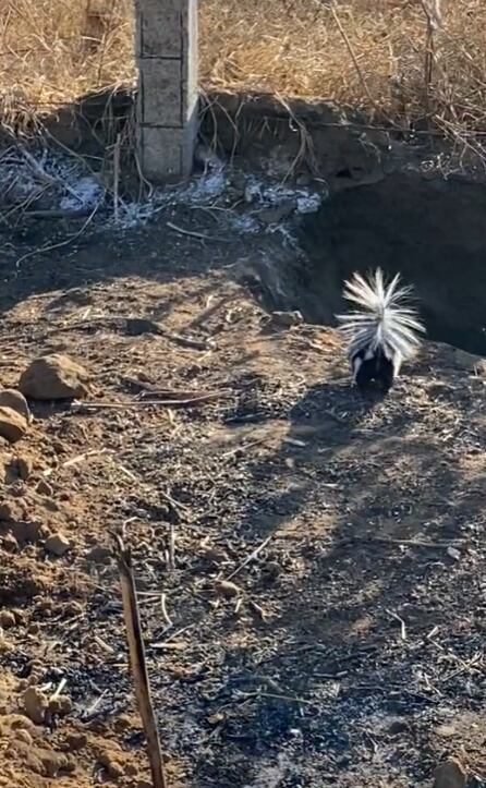 Zorrillo bebé corriendo asustado