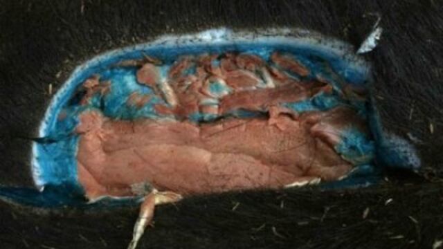 Cerdo de carne azul causa sensación en redes