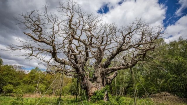 Afamado árbol de Robin Hood en Inglaterra murió tras más de un milenio vivo