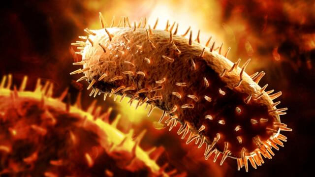 ¿Qué es el virus Chandipura? 7 síntomas que presentan las personas contagiadas en la India