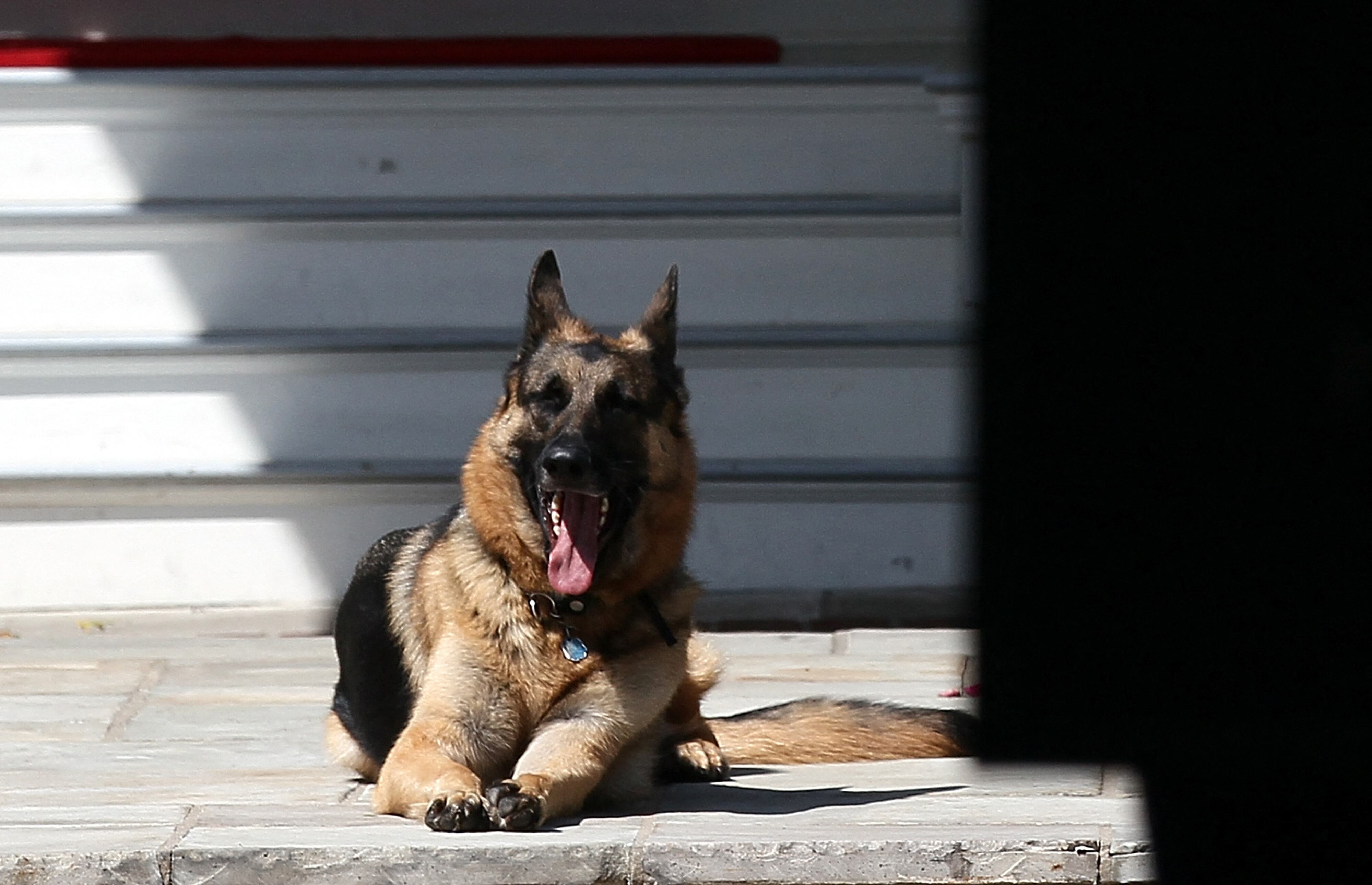 "Champ", el perro de Joe Biden