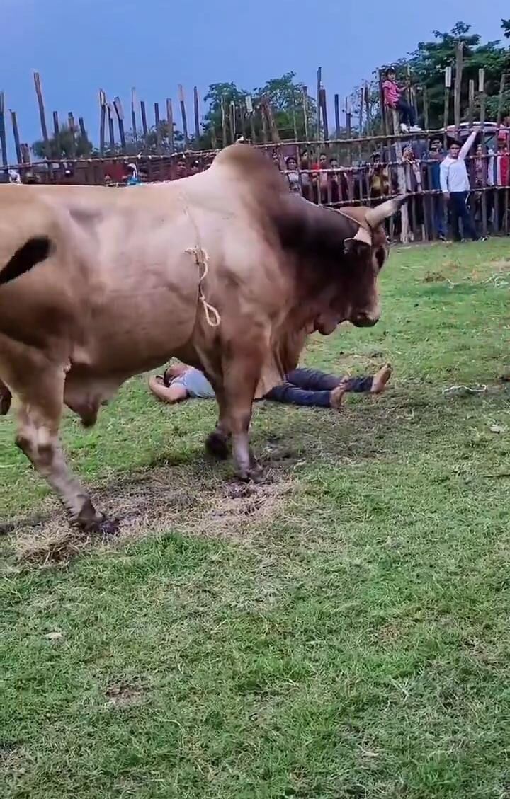 Toro de 300 kilos pisotea repetidamente a jinete