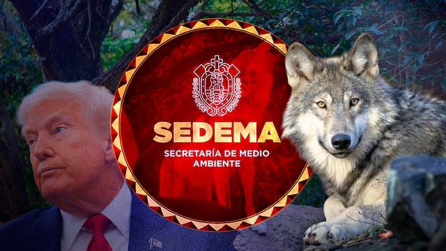 SEDEMA CDMX defiende protección del lobo gris mexicano ante decisión de Trump