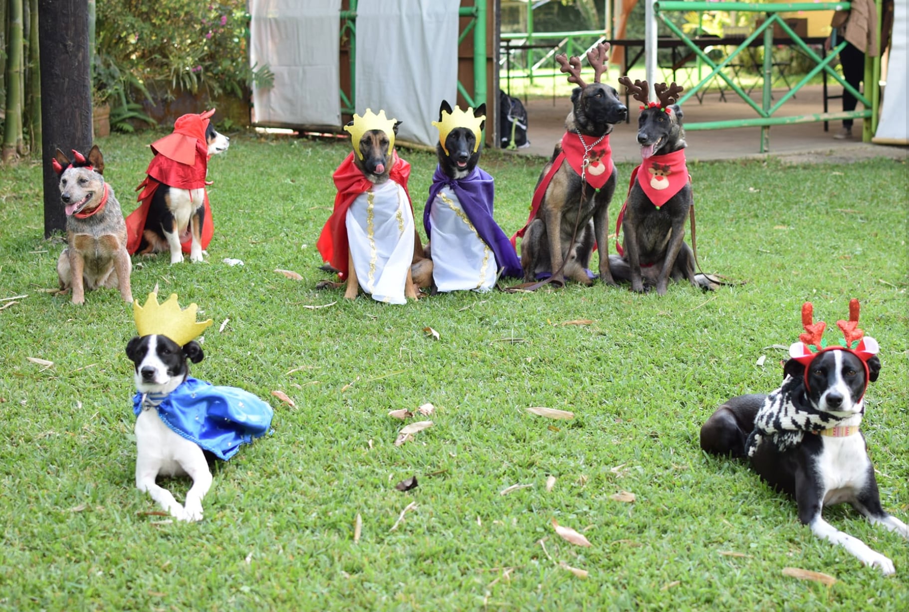 Perritos en pastorela