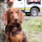 Un perrito de la Marina fue el que localizó a Rafael Caro Quintero para ser detenido