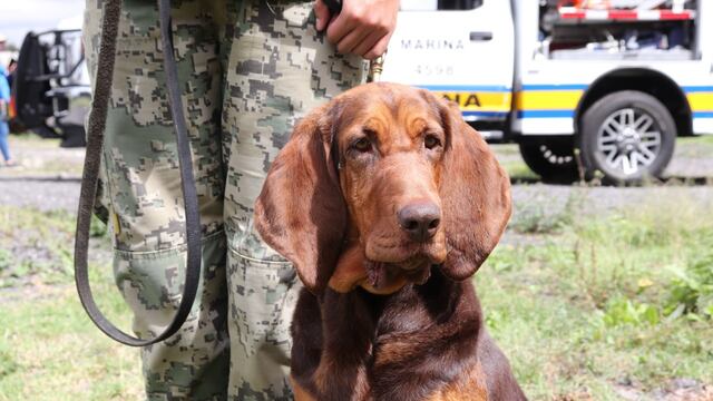 Max, perrito de la SEMAR que localizó a Rafael Caro Quintero