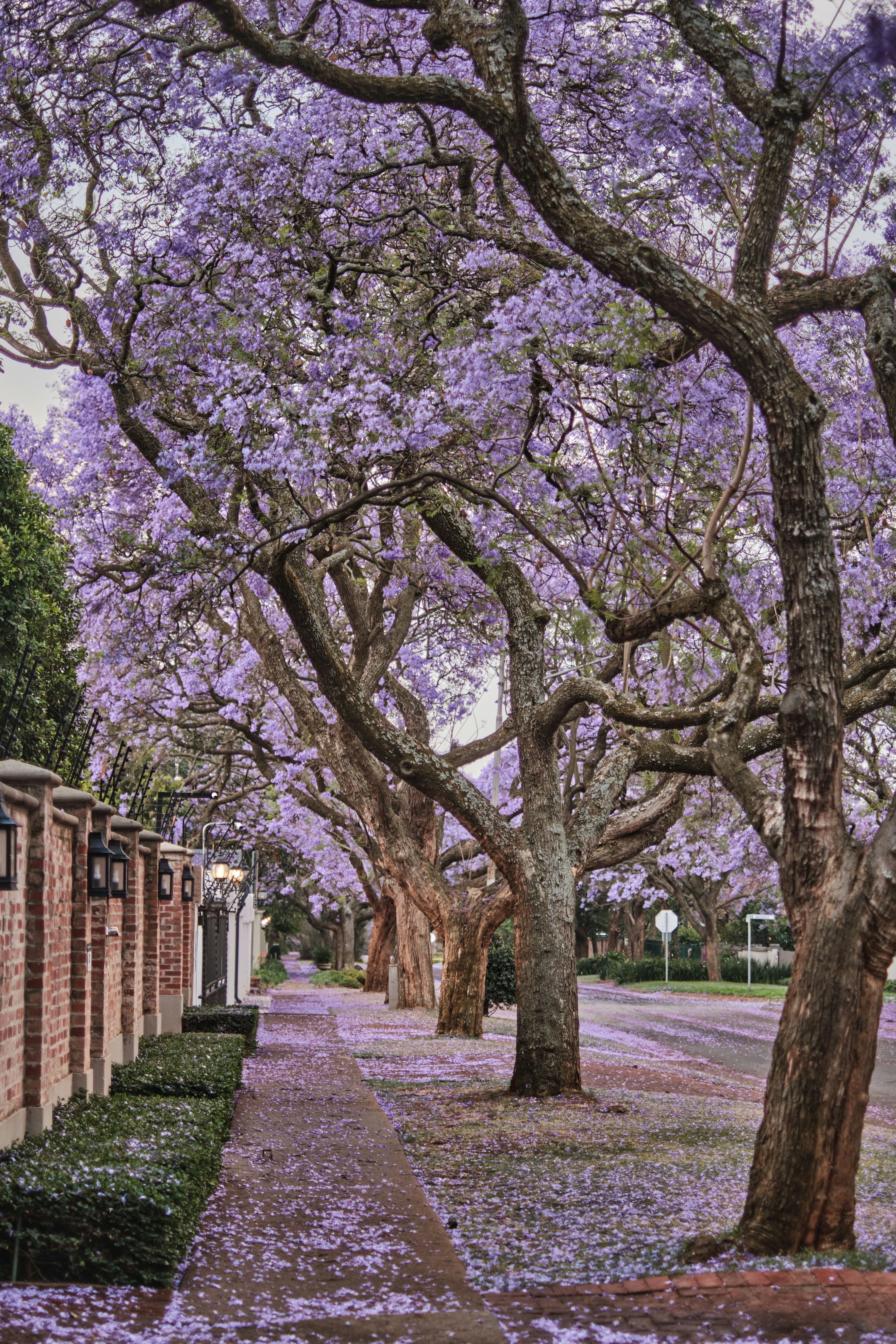Jacarandas