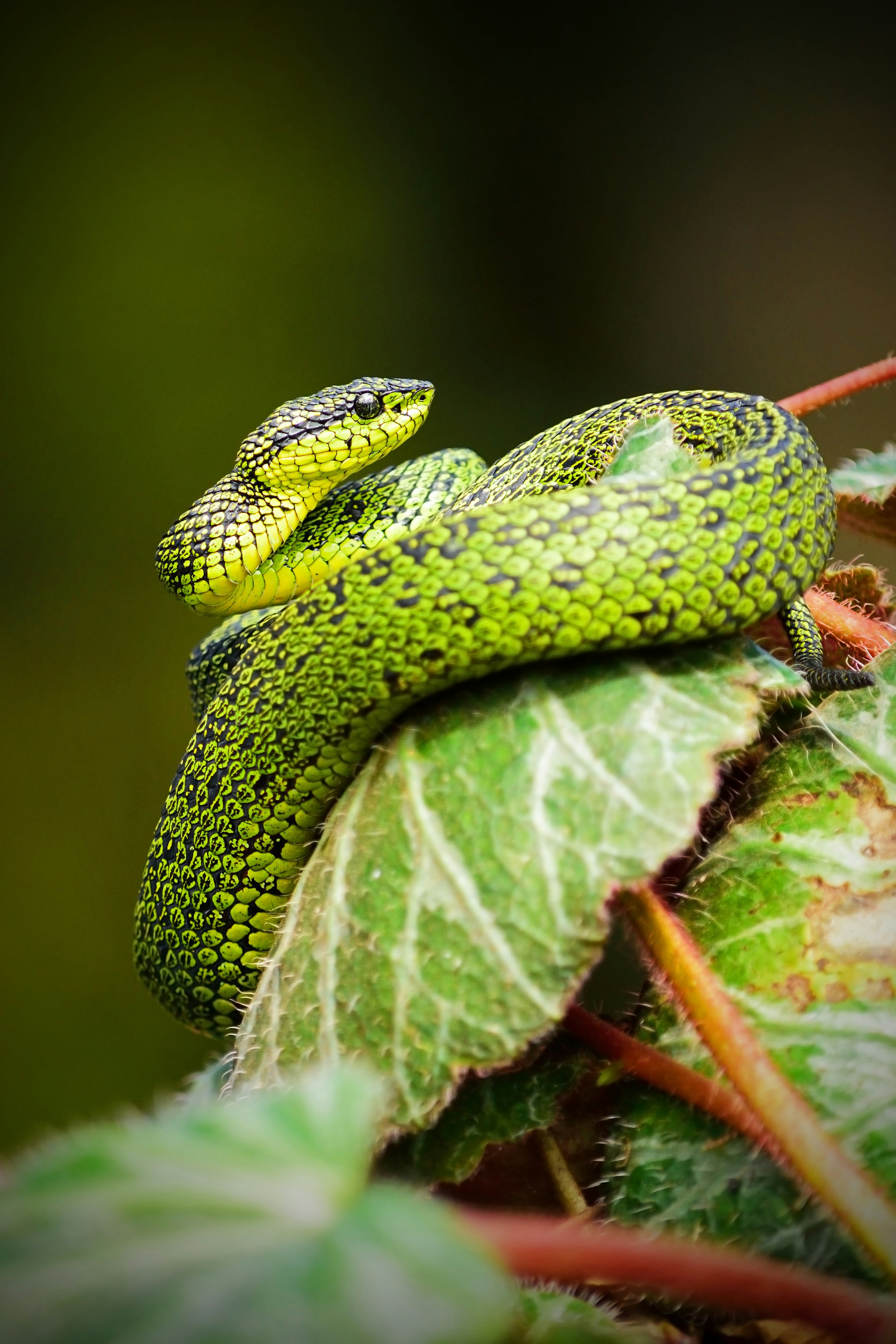 Día Mundial de la Serpiente