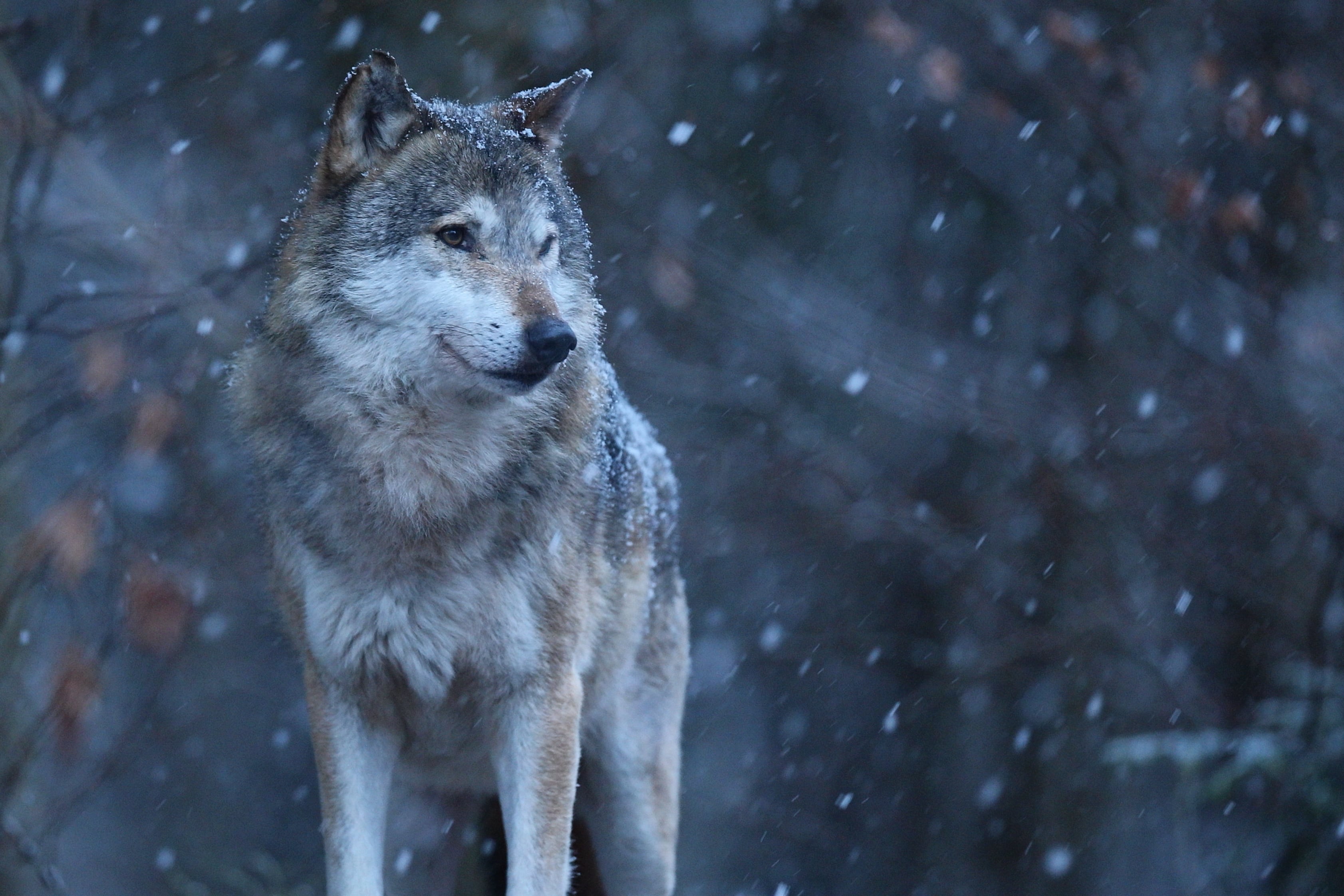 Argentina, hombre lobo