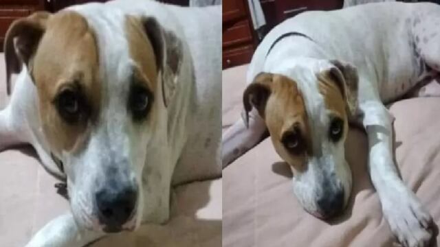 Perrito Coffy defiende a su dueño de un asalto en Uruapan; el delincuente lo mató a balazos