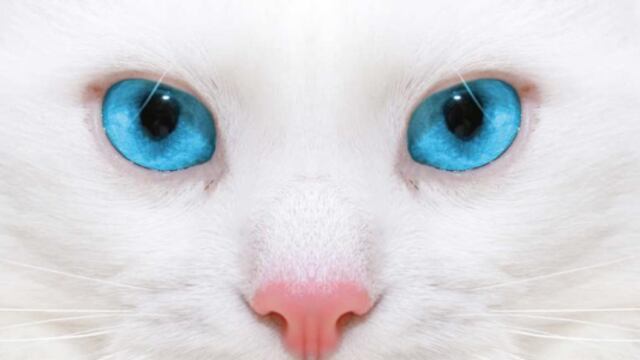 Hoy Blue es una gata enorme y muy sana