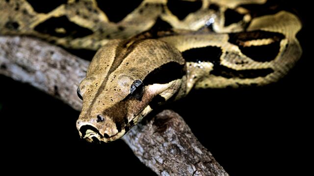 Boa causa que se vaya la luz en Mérida, Yucatán