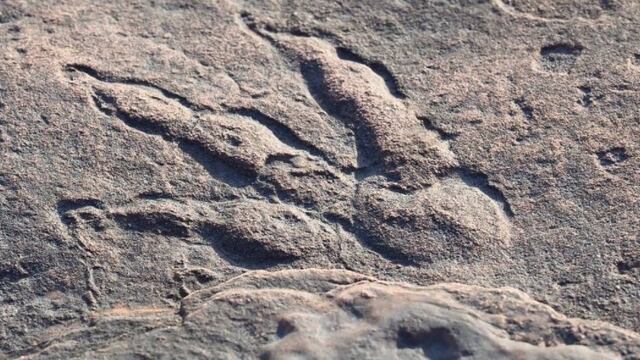 Huella de dinosaurio