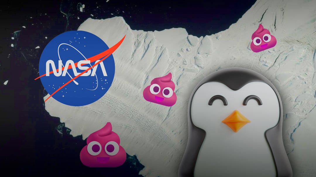 Sí, la NASA puede ver excrementos de pingüinos desde el espacio… y son rosados