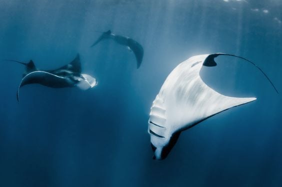Día de la Mantarraya