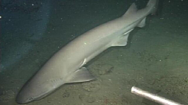 tiburón de peinetas golfo de mexico dinosaurios