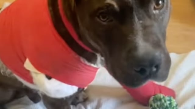 El perro que fue lanzado por la ventana