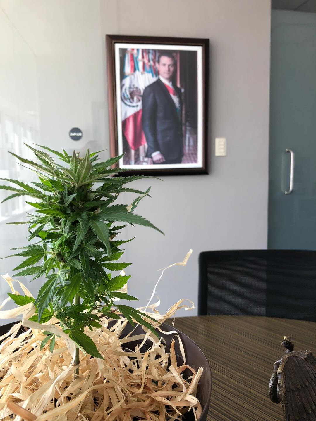 Planta de marihuana