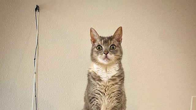 Billi, la gatita parlante