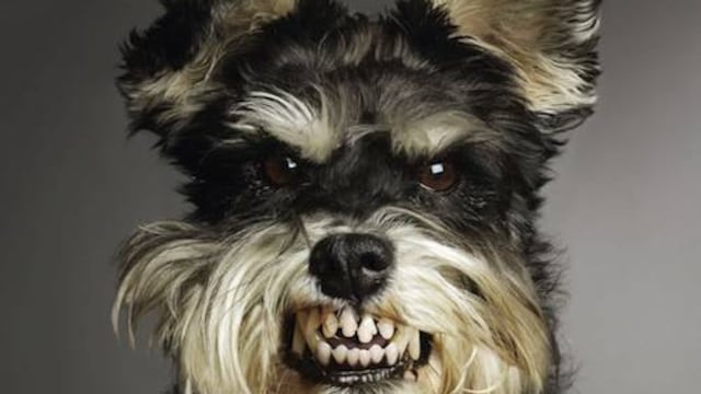 Los perros no aman todas las cosas que haces... En serio.