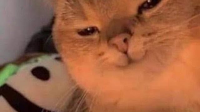 Existe un test para saber si tu gato es psicópata