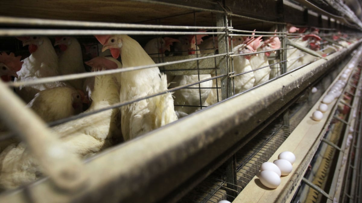 Gripe aviar H9N2: detectan otro caso en humanos, ahora en India