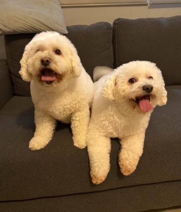 Sticker de WhatsApp creado en iPhone