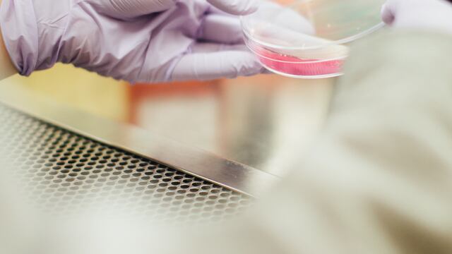 Logran convertir células de cáncer en grasa