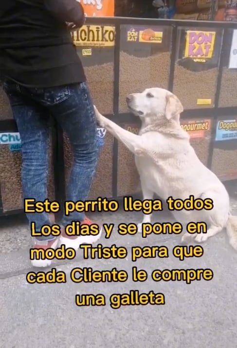 Perrito pidiendo comida