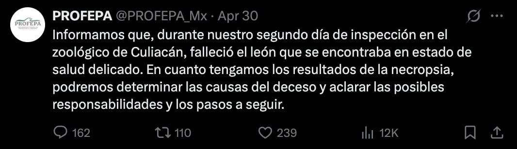 Murió león blanco del Zoológico de Culiacán.
