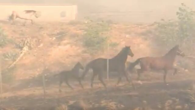 Caballo vuelve por su familia atrapada en incendio.