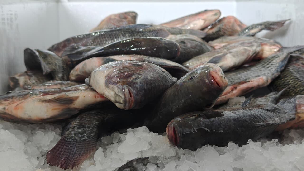 Pescando Vida proyecta venta de hasta 8 toneladas de mojarra tilapia al mes en Tabasco.