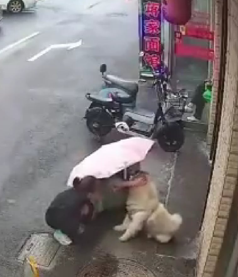 Perro muerde a mujer que se acercó a acariciarlo