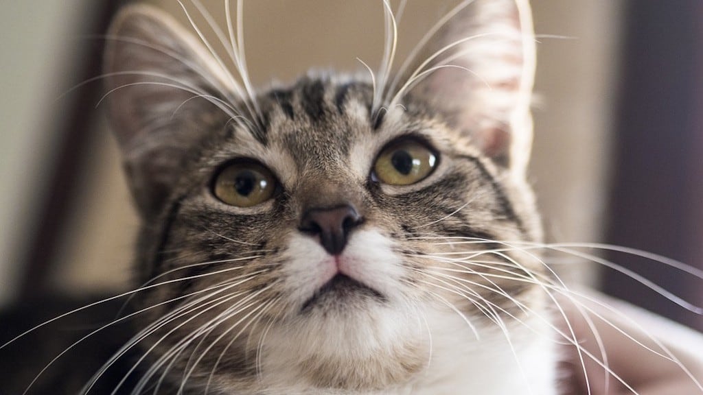 Gato.