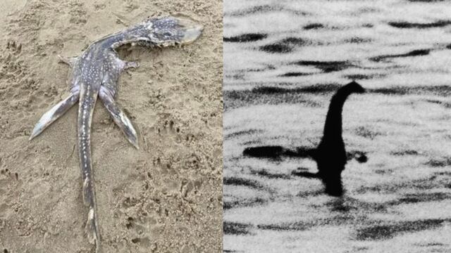 Extraña criatura marina / Monstruo del Lago Ness