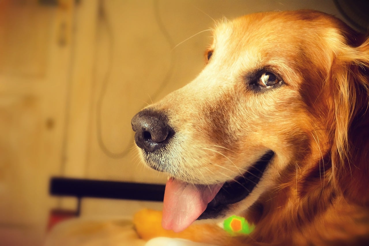 Perro feliz