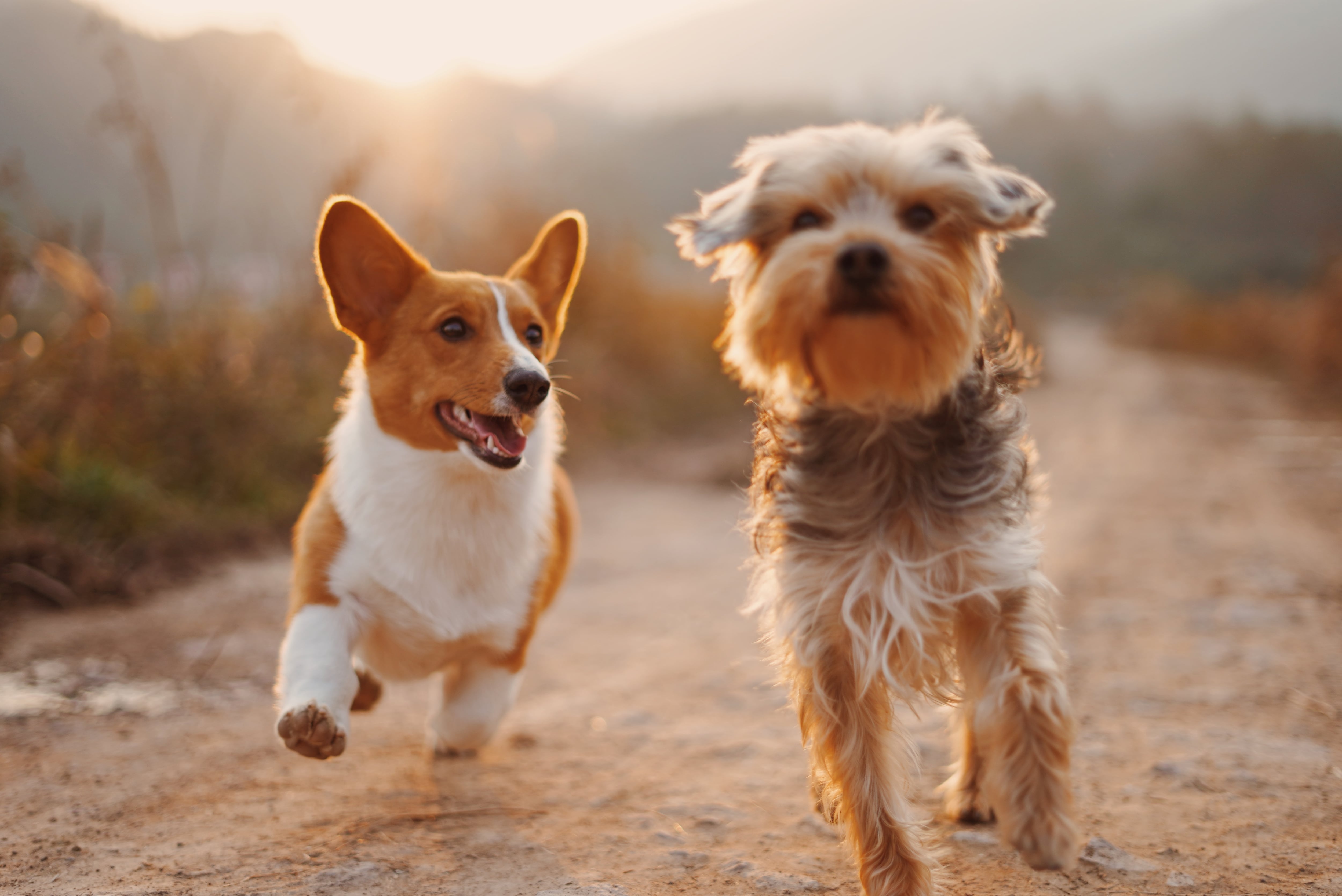 Este 21 de julio se celebra el Día Mundial del Perro