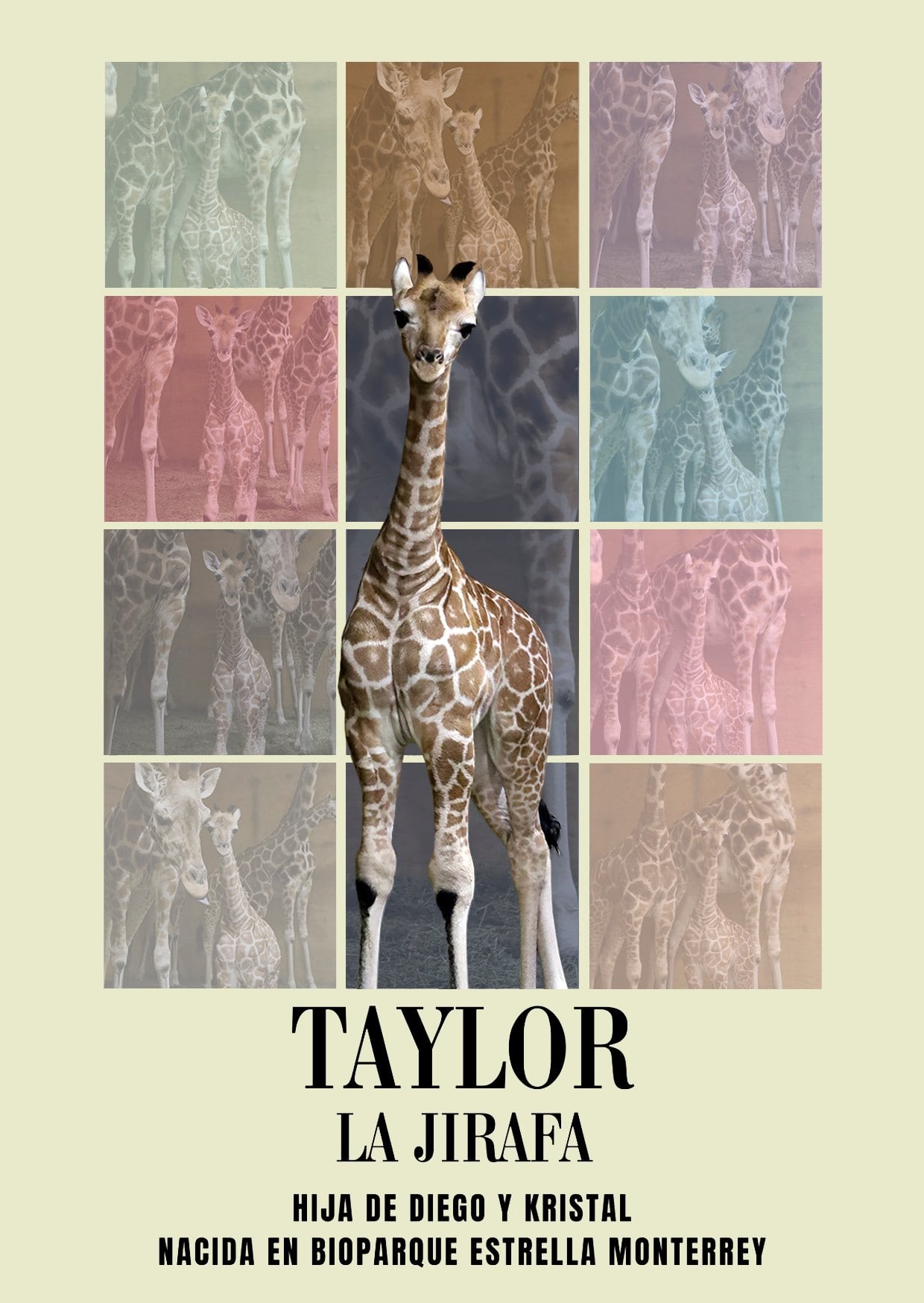 Taylor, bebé jirafa