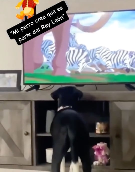 Perrito de TikTok estaba viendo El Rey León y esta fue su reacción