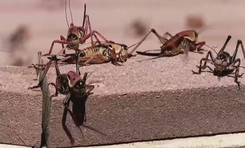 La ciudad de Nevada, Estados Unidos, enfrenta una plaga de grillos