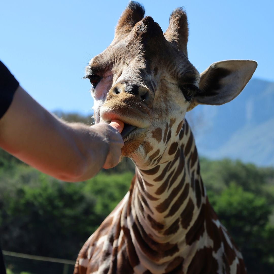 Taylor, bebé jirafa