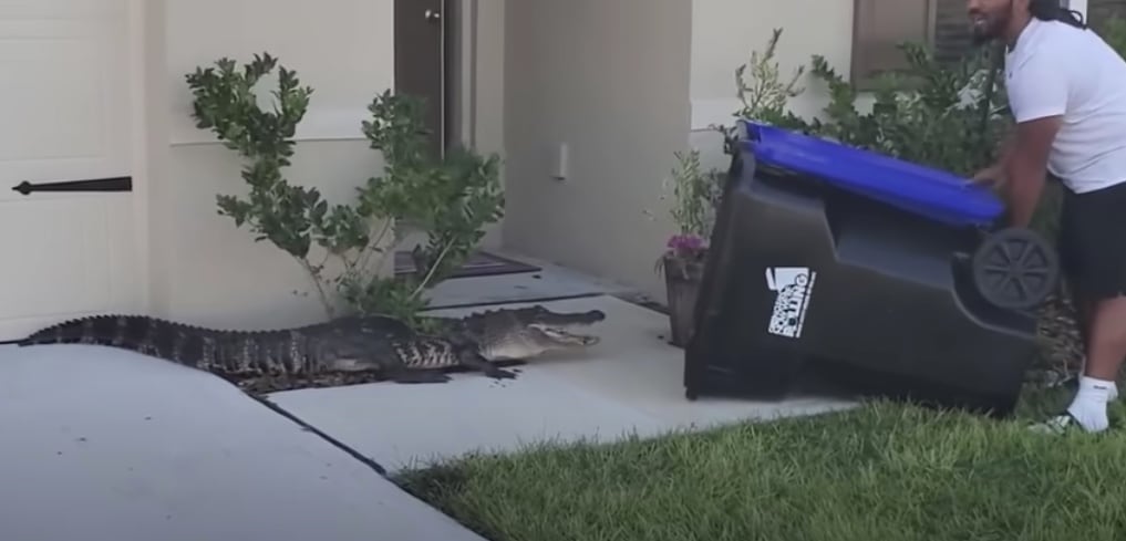 Captura del cocodrilo