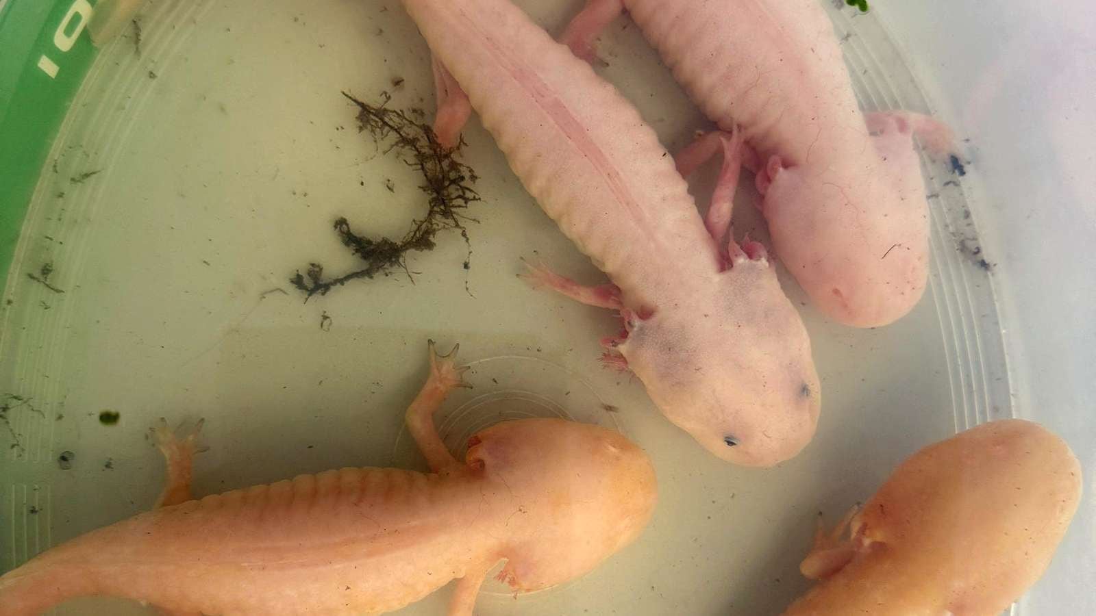 Ajolotes abandonados en Alemania