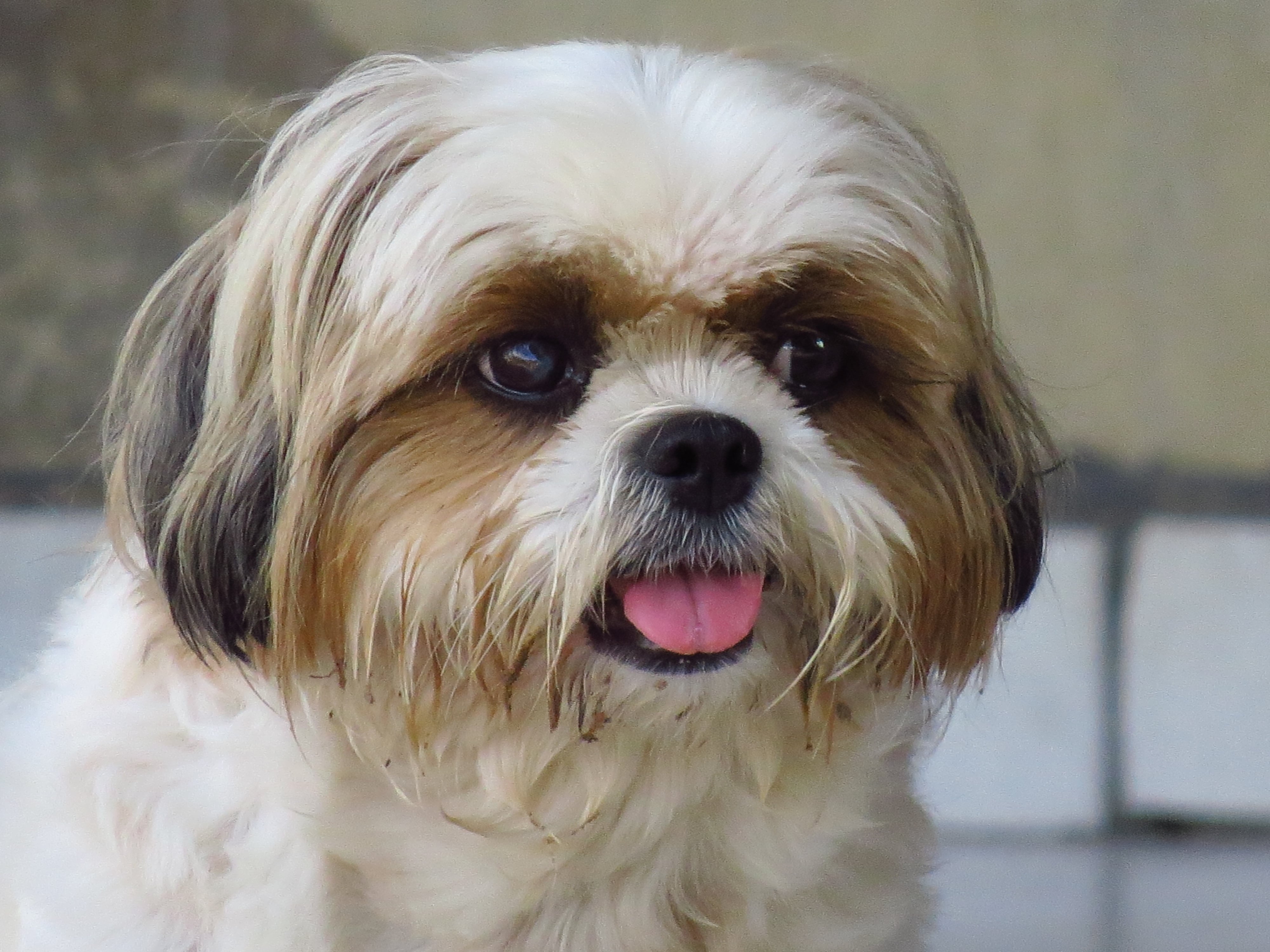 Shih-Tzu