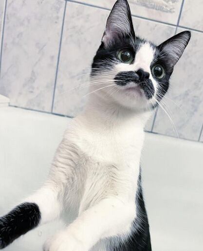 Gata Freddie Mercury