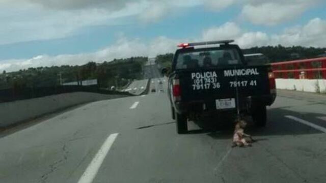 Captan maltrato animal en Zempoala