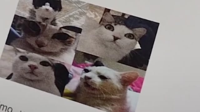 Dedica tesis a sus gatos