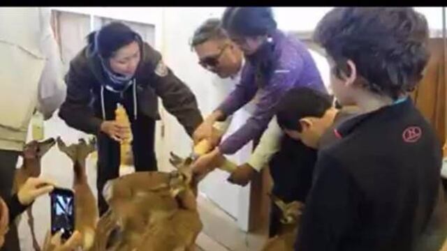 Visitantes alimentan a las crías en la estación Llanos del Berrendo.